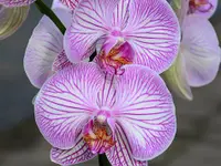 Genossenschaft Berner Blumenbörsen
