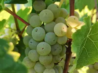 Baumgartner Weinbau AG