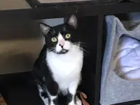 Hôtel pour chats 'Le Clozaley'