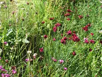 Albula Gartenbau GmbH