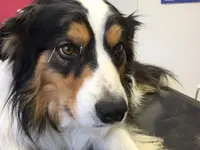 AG für Tiergesundheit