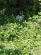 Casperland Petsitting