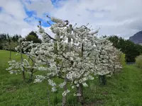 Marché Paysan Bühlmann