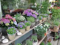 Blumen Pasadena