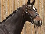 Fédération d'Elevage du cheval de sport CH