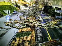 DZ Hauswartung und Gartenunterhalt