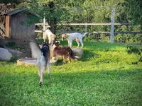 HDZ Hundezentrum - Klicken Sie, um das Bild 8 in einer Lightbox vergrössert darzustellen