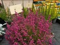 Au Jardin Blumen GmbH