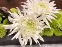Blumen Kaspar AG