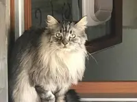 Hôtel pour chats 'Le Clozaley'