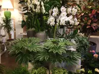 La Fioreria Lugano®
