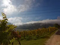 Weinbau Leuengrund - Schneider Weine