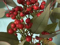 Kinesiologie & systemische Beratung
