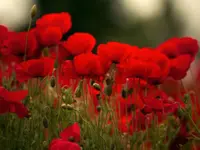 Bestattungsdienst Wasseramt GmbH