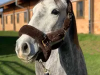 Manège du Mont