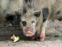 Zoo al Maglio - Neggio - Klicken Sie, um das Bild 15 in einer Lightbox vergrössert darzustellen