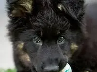 Odins Hundeschule