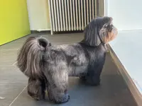 Salon de toilettage INU