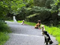 Focus Dogs Hundeschule KlG - Klicken Sie, um das Bild 10 in einer Lightbox vergrössert darzustellen