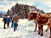 Christbaum selber schneiden