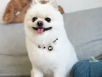 Hundesalon Wang Wuffi-Welt