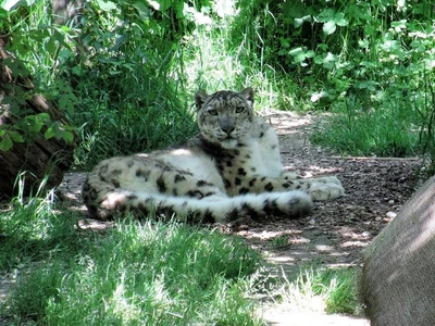 Leopardo delle nevi