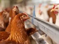 Soller Junghennen AG