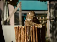 Società Protezione Animali Locarno e Valli