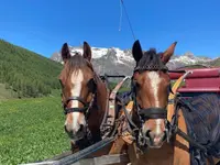 Clalüna-Sils Kutschenfahrten - Klicken Sie, um das Bild 9 in einer Lightbox vergrössert darzustellen