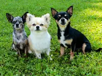 Hundeschule DOGS4LIFE.CH - Klicken Sie, um das Bild 2 in einer Lightbox vergrössert darzustellen