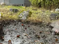 BRÜHWILER-GARTENBAU, BAUMPFLEGE