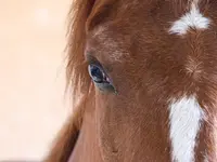 Ther'animal - Klicken Sie, um das Bild 9 in einer Lightbox vergrössert darzustellen