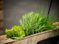 Mehrlust Catering AG