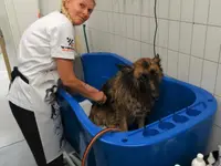 Agota's Hundesalon
