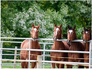 White Horse Ranch