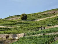 Domaine des Rueyres - Laurent Cossy - Klicken Sie, um das Bild 2 in einer Lightbox vergrössert darzustellen