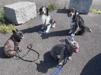 Focus Dogs Hundeschule KlG