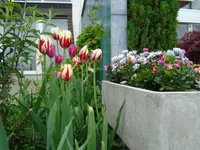 Krokus Gartenpflege GmbH