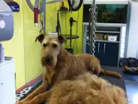 Hundesalon Adonis GmbH