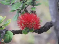 ALOHA MAI SAGL -  Lorenza Manetti