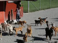 Tierferienheim Gredig - Klicken Sie, um das Bild 1 in einer Lightbox vergrössert darzustellen