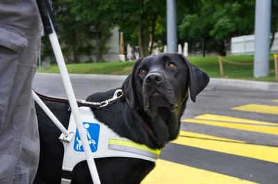 Blindenführhunde