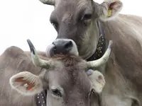 Ferme des Trontières Randogne