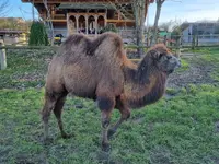 Plättli-Zoo AG - Klicken Sie, um das Bild 5 in einer Lightbox vergrössert darzustellen