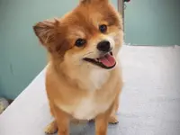 Hundesalon Zolli
