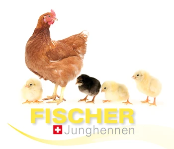 Fischer Junghennen