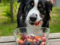 Lina, Hundert Prozent wau, Gesundheit, Training und Unterstützung für Hunde und ihre Menschen, Sandra Egli