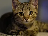 Studio Veterinario Ghiringhelli