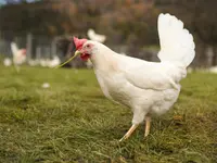 Wagis Farm - Hofladen - Klicken Sie, um das Bild 2 in einer Lightbox vergrössert darzustellen