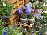 Hertig Fleurs